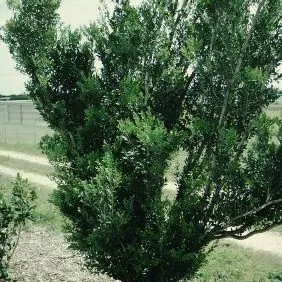 thumbnail for publication: Schaefferia frutescens Florida Boxwood